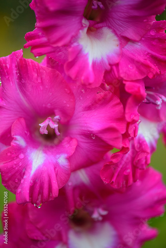 Crimson gladiolus flower in the garden on the background of summer green grass. Selective focus