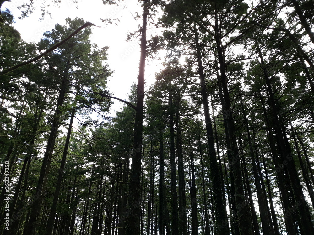Fototapeta premium sun in the forest 
