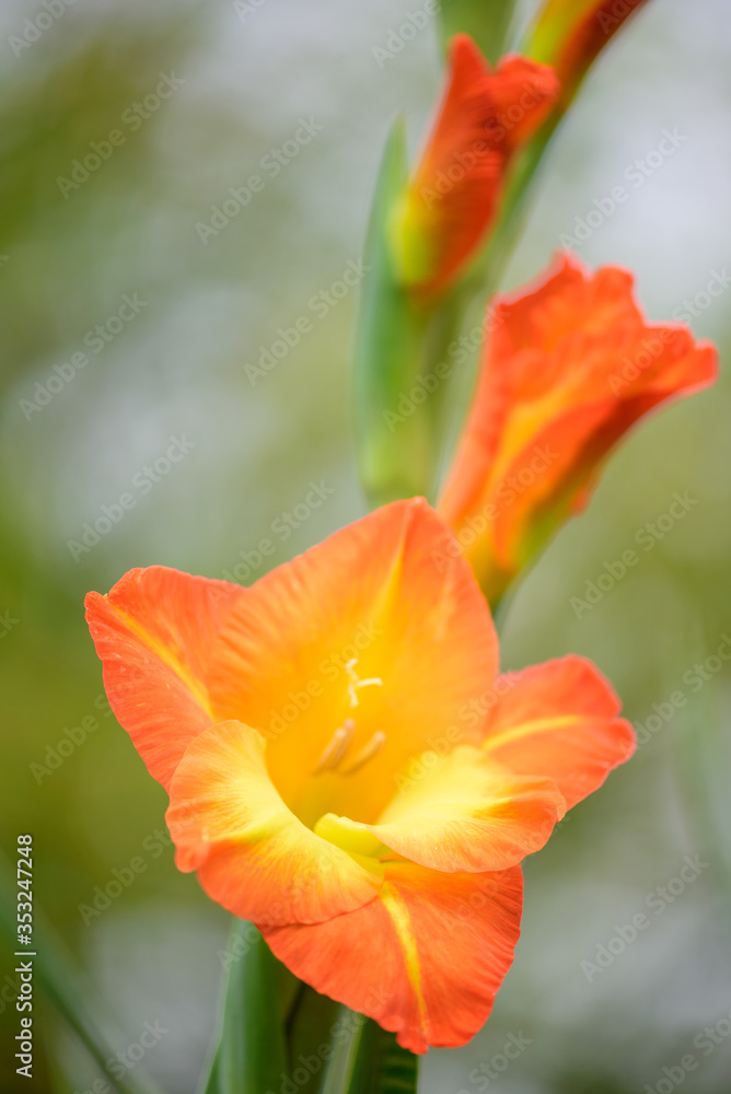 Gladiolus 'Sunshine' with bright and colorful yellow and orange flowers in the garden in sunny day, closeup Gladiolus 'Sunshine' with bright and colorful yellow and orange flowers in the garden in sunny day, closeup