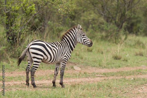 A portrait of a Zebra  Masai Mara  Kenya