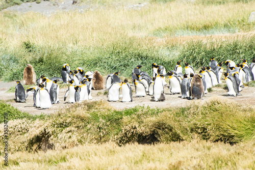 Colony of king penguins at Tierra el Fuego in Chile