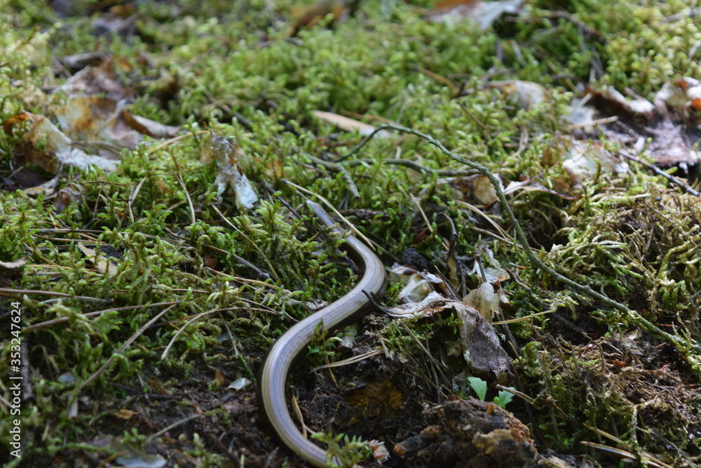 Blindworm crawling among the forest moss. Blindworm crawling among the forest moss.