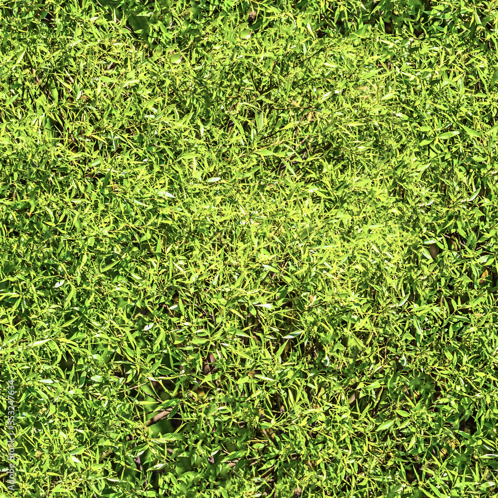 green foliage seamless texture background top down view of plant material. Natural color of tree leaf. Leaves square pattern. Design backdrop green foliage seamless texture background top down view of plant material. Natural color of tree leaf. Leaves square pattern. Design backdrop