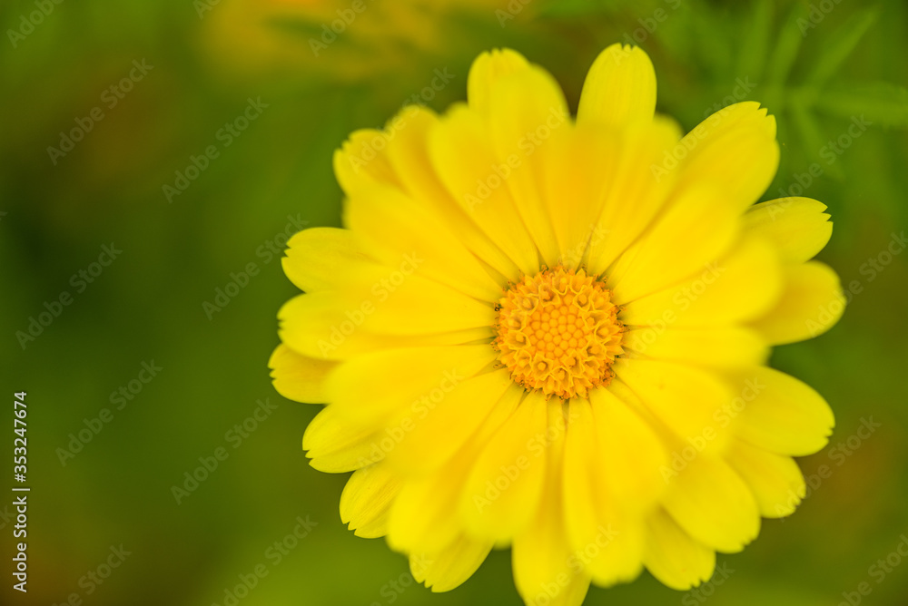 Calendula flower, natural green background. Marigold flower on a summer day. Calendula flower, natural green background. Marigold flower on a summer day.
