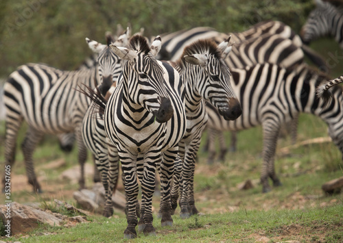 Zebras near Savannah bushes  Masai Mara  Kenya