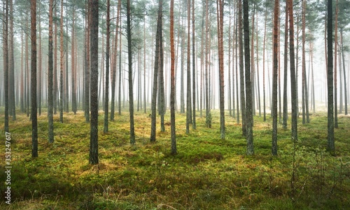 Panoramic view of the misty autumn forest. Green grass, red and orange leaves on the ground, bushes, plants, tall mossy pine tree trunks close-up. Environmental conservation in Finland