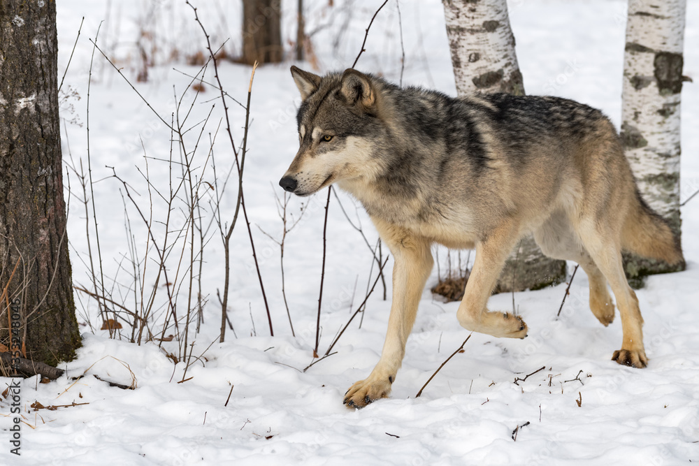Grey Wolf (Canis lupus) Trots Left From Trees Winter Grey Wolf (Canis lupus) Trots Left From Trees Winter