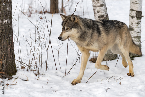 Grey Wolf (Canis lupus) Trots Left From Trees Winter © geoffkuchera
