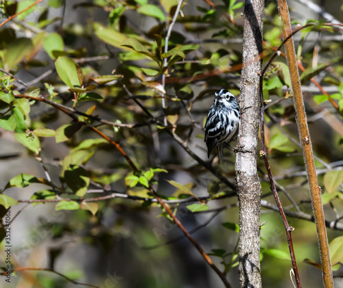 Black and white Warbler on a Tree  Branch in Spring photo