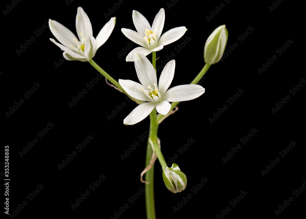 Fototapeta premium White flower of ornithogalum, isolated on black background
