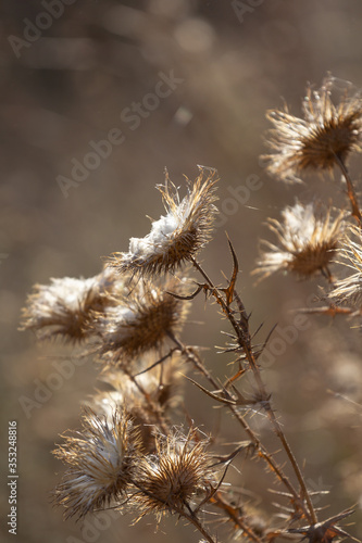 dry grass. prickly flowers.