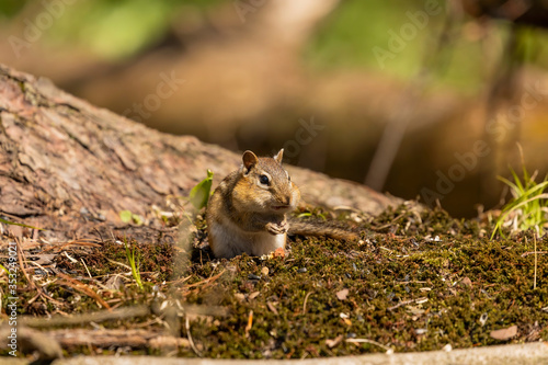The eastern chipmunk is rodent  species living in eastern North America © Denny