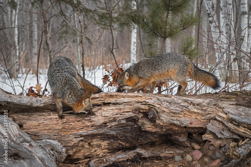 Grey Foxes (Urocyon cinereoargenteus) Sniff About Atop Log Winter