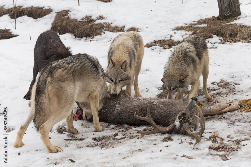 Grey Wolves (Canis lupus) Snarl at Each Other Over Deer Kill Winter