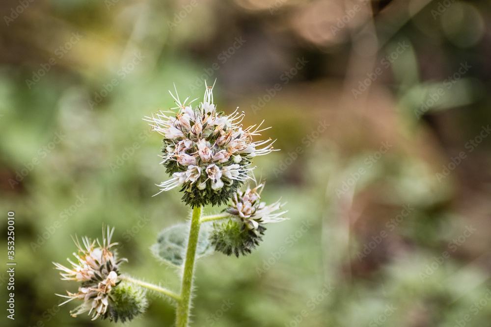 Close up of Mountain Phacelia (Phacelia imbricata) wildflowers, San Francisco bay area, California Close up of Mountain Phacelia (Phacelia imbricata) wildflowers, San Francisco bay area, California