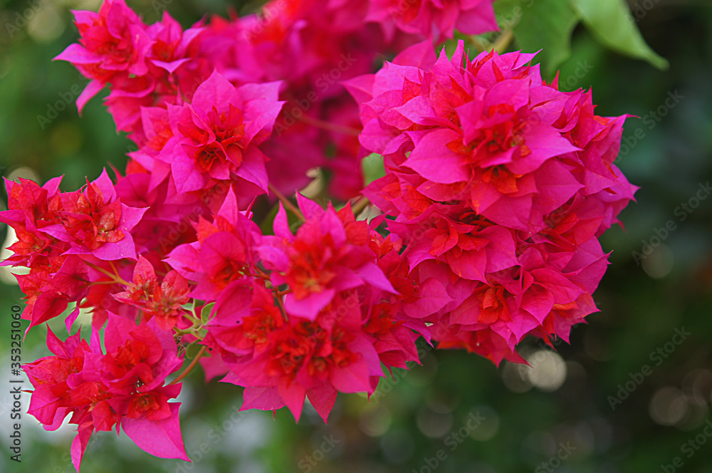 Flower for postcard beauty decoration Flower for postcard beauty decoration