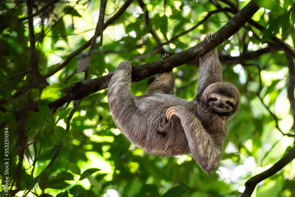 Fototapeta premium Funny sloth hanging on tree branch, cute face look, perfect portrait of wild animal in the Rainforest of Costa Rica scratching the belly, Bradypus variegatus, brown-throated three-toed sloth, relaxed
