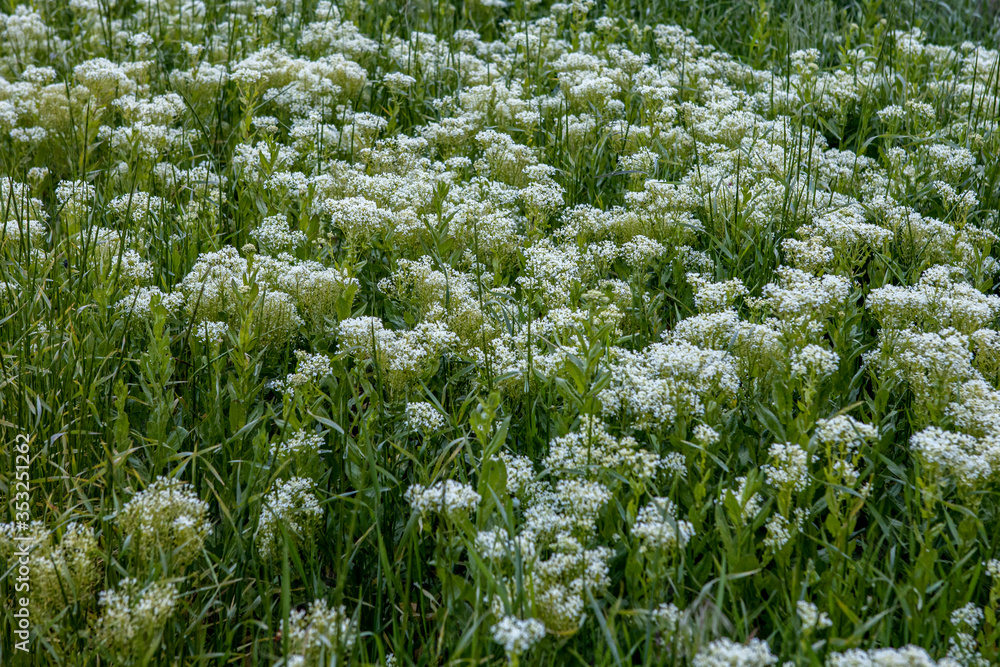 Fototapeta premium Small wild white flowers closeup. Background of blossoms