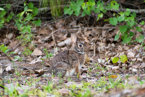 Camouflaged Bunny © Kevin