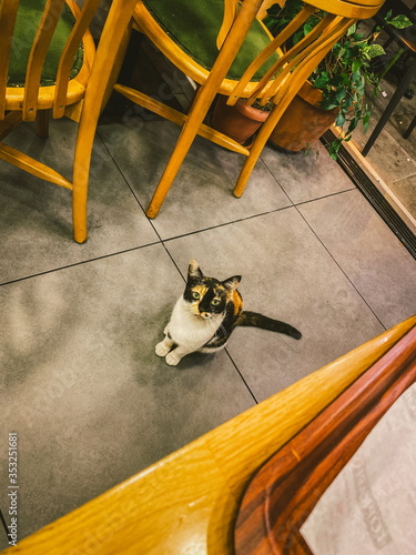 Photography Cat in Istanbul, Turkey