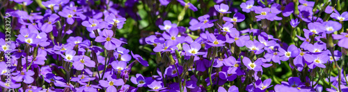 Small purple flower groundcover  Purple Rock Cress  as a nature background 