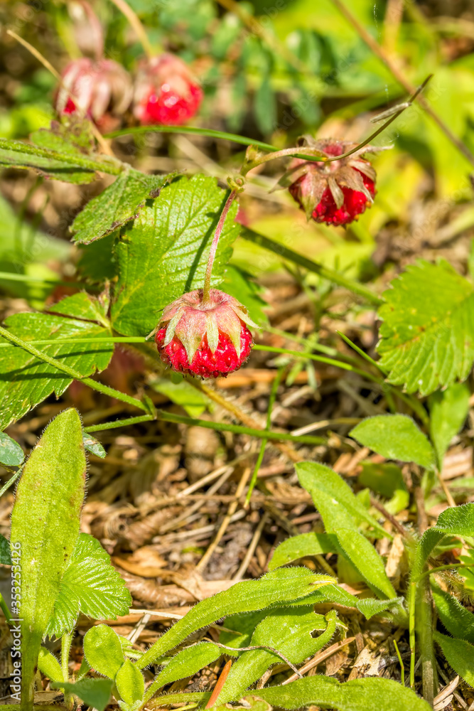 Red ripe berries of wild strawberry among green leaves Red ripe berries of wild strawberry among green leaves
