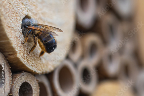 A Honeybee (Apis) inspecting an insect hotel´s vacancies. © radarman70