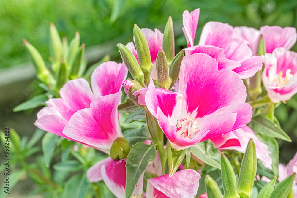 Pink delicate godetia flowers on a summer flowerbed, macro