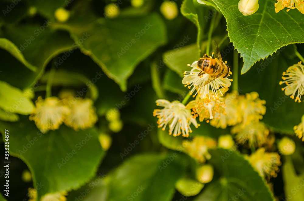 Linden flowers in the treetops Linden flowers in the treetops