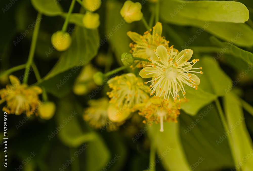 Linden flowers in the treetops Linden flowers in the treetops