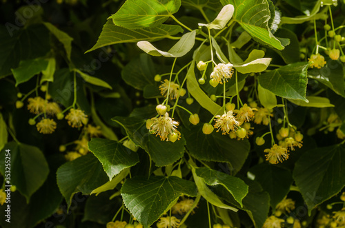 Linden flowers in the treetops 