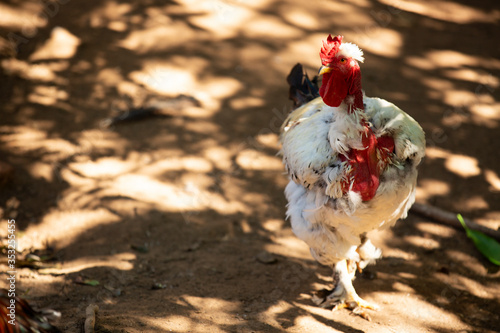 Beautiful naked necked rooster on a late afternoon.. photo