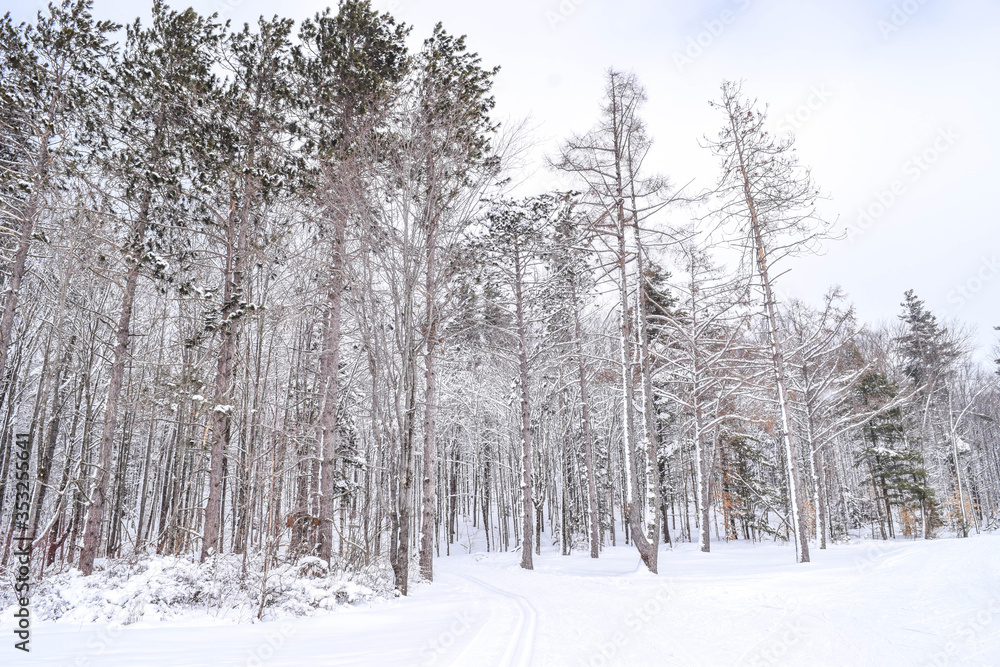 forest in winter forest in winter