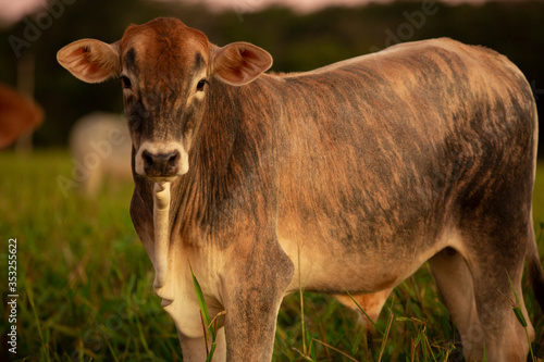 ox in the pasture on a beautiful evening..
