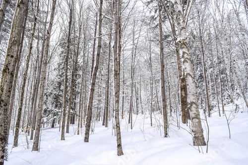 Snow Covered Trees © Katherine