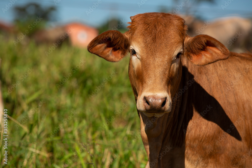 Ox in the pasture watching closely..