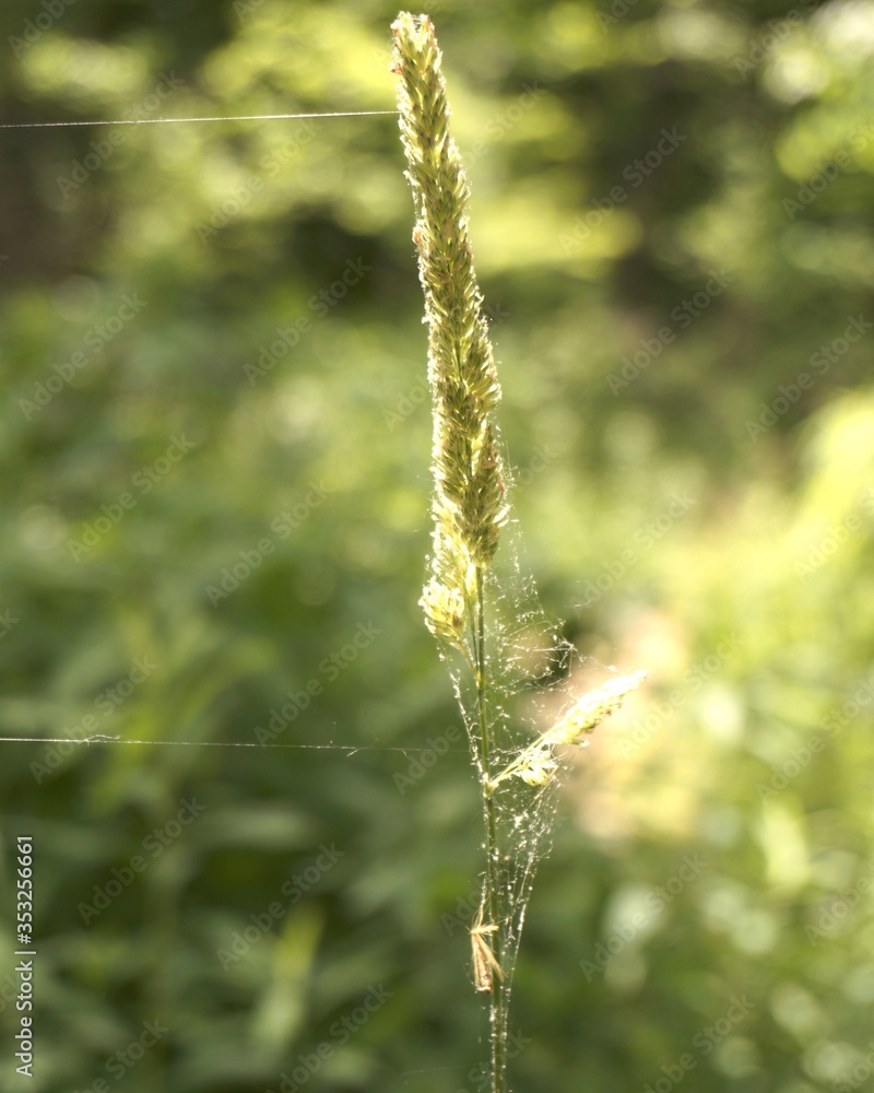 Fototapeta premium Spider web