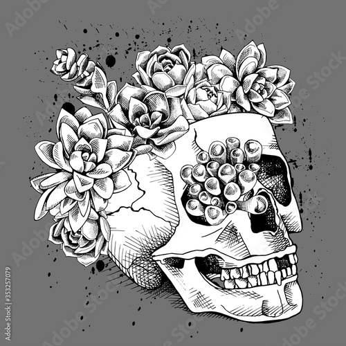 Skull with the succulent plants. Vector illustration.