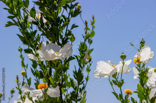 Blooming white poppies 
