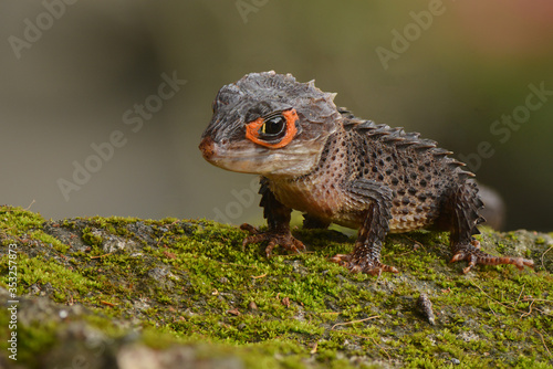 Crocodile skink from indonesia