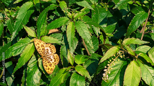 Timelaea albescens; Timelaea maculata photo