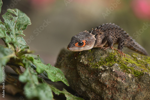 Crocodile skink from indonesia