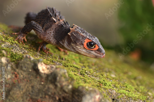 Photos Crocodile skink from indonesia