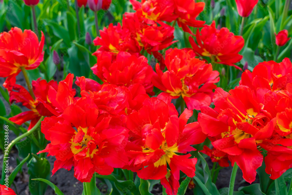 Lots of beautiful red fluffy tulips close up