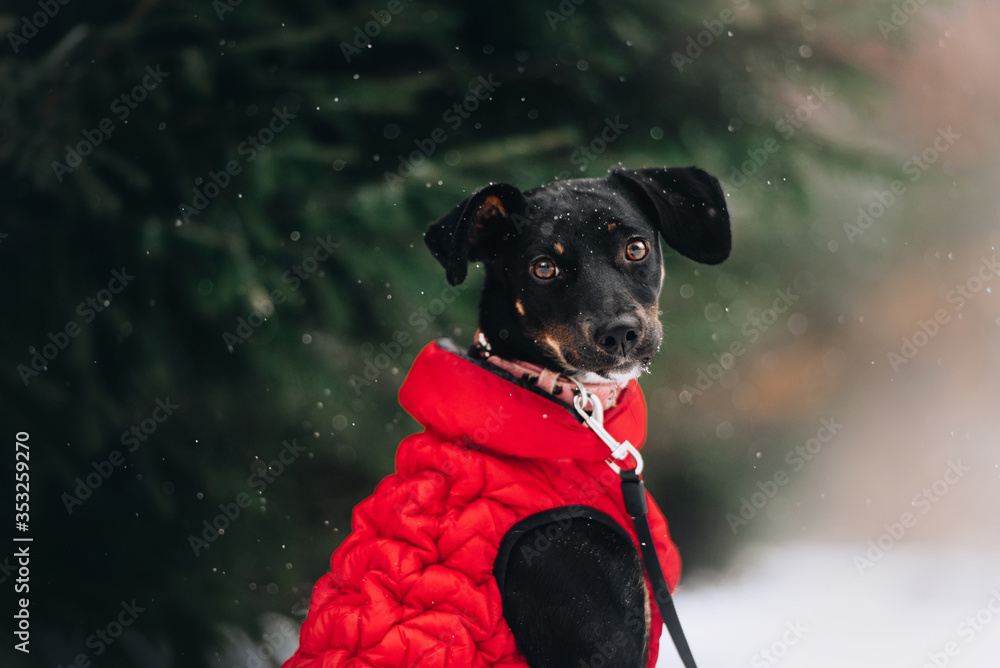 black mixed breed dog portrait in a winter jacket outdoors black mixed breed dog portrait in a winter jacket outdoors