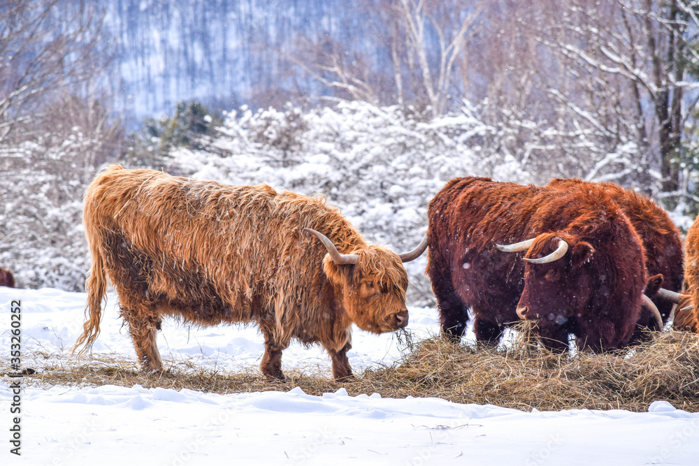 highland cow in winter highland cow in winter