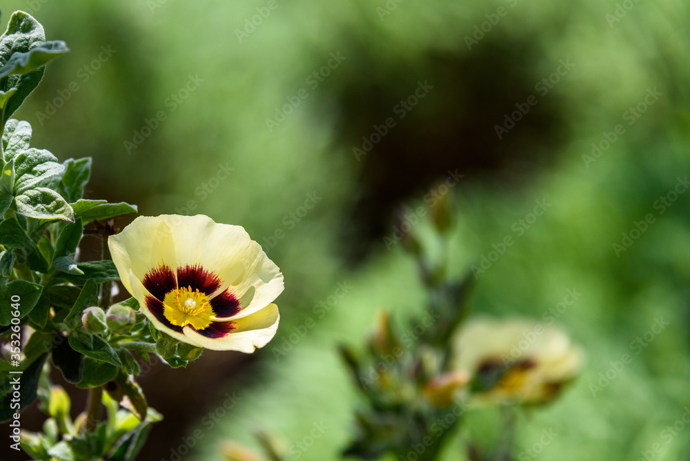 Yellow and maroon flower lit by the sun, Woolly Rock Rose, as a nature background
Yellow and maroon flower lit by the sun, Woolly Rock Rose, as a nature background