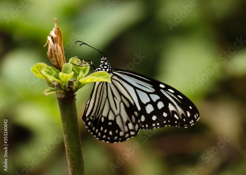 blue butterfly as example of Lao´s wild fauna