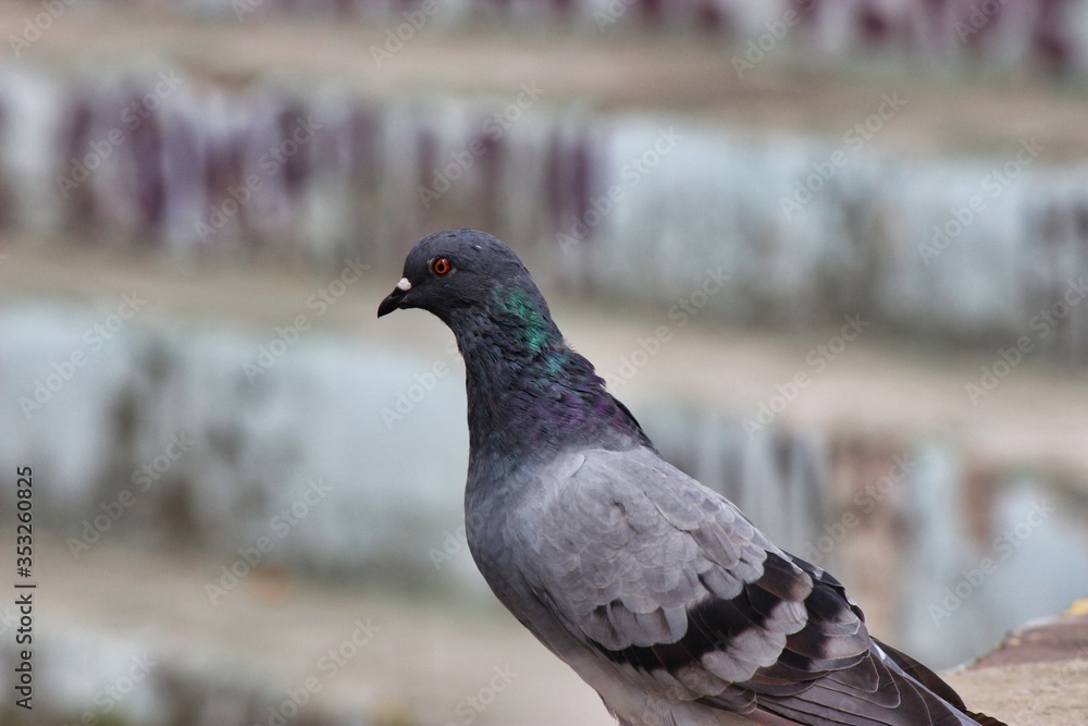 Obraz premium pigeon on the ground