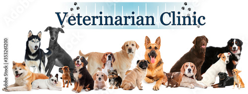 Collage with different cute pets and text Veterinarian Clinic on white background. Banner design